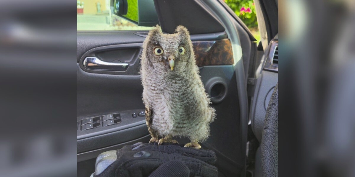 Tiny Owlet Stranded in Busy Parking Lot Gets a Hero’s Help from Kindhearted Detective