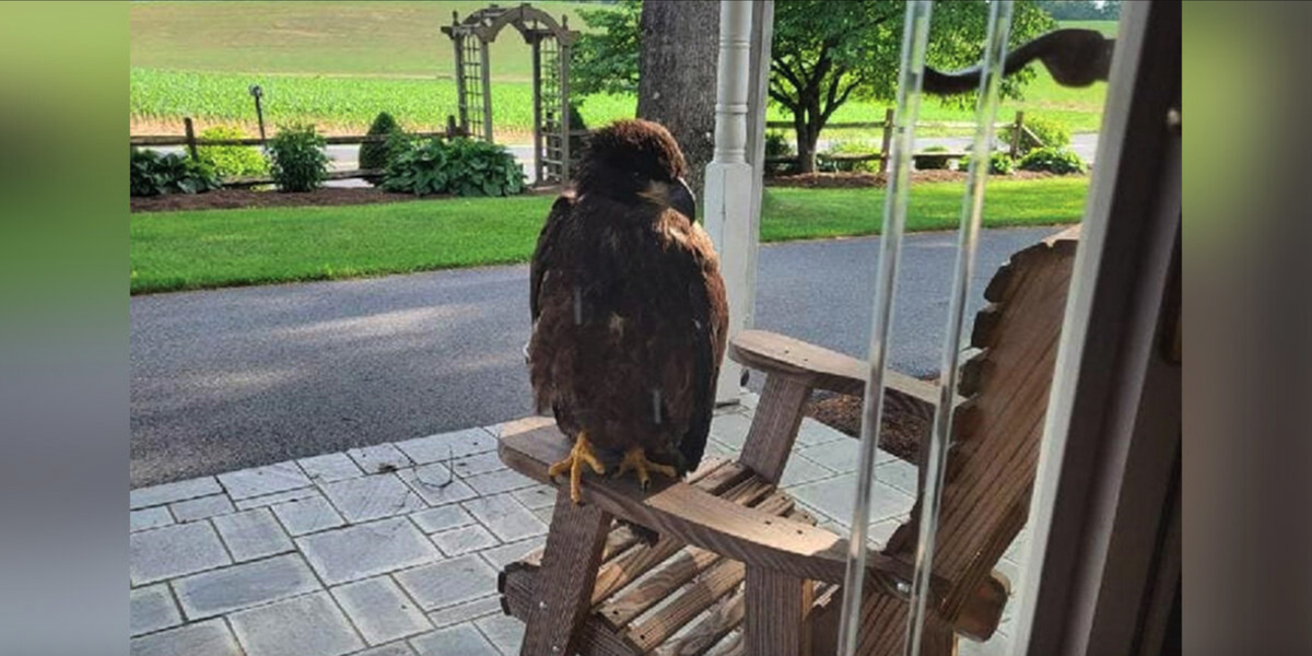 Family Finds Massive Visitor on Porch — And Realizes He’s Begging for Help