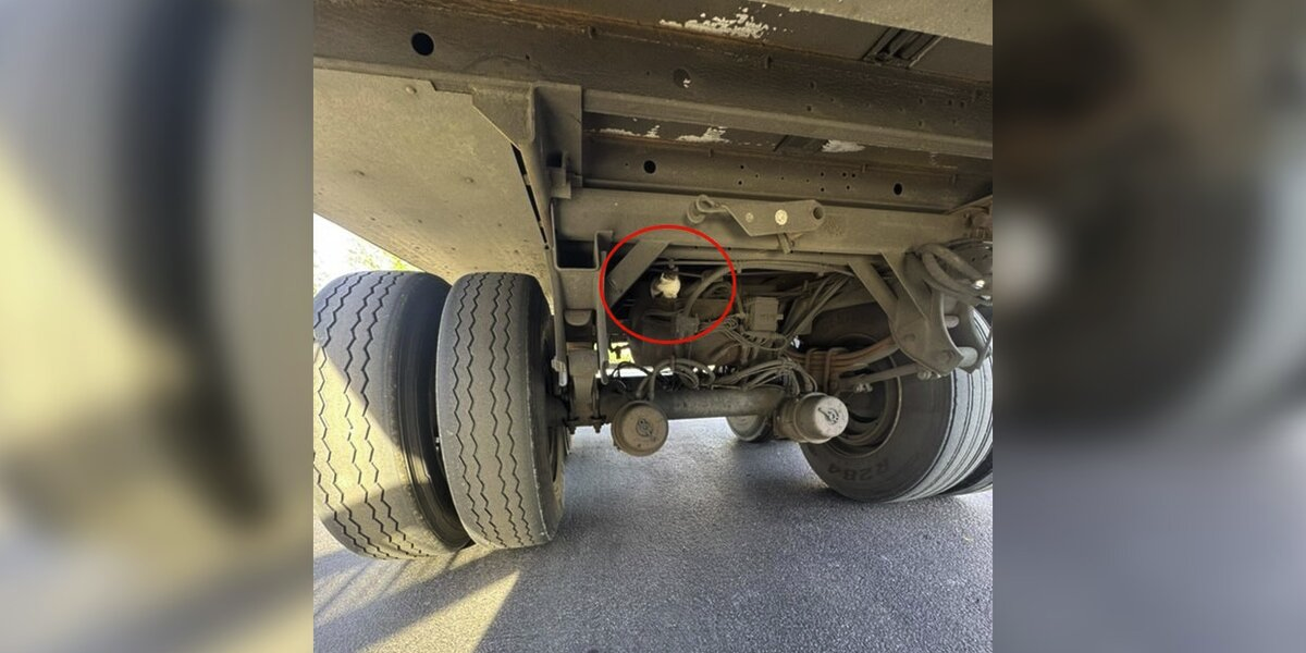 Truck Driver Hears a Cry Beneath His Rig — And Gains an Unexpected Best Friend