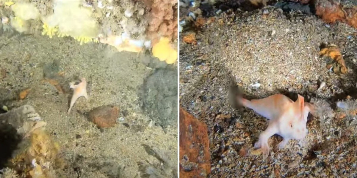 Divers Exploring a Sunken Ship Make a Once-in-a-Lifetime Discovery Hiding in the Wreckage