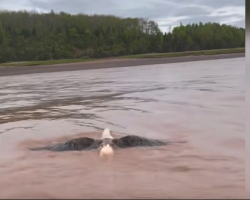 River Guide Leaps Into Action When He Sees a Struggling Eagle Swept Away by a Wave