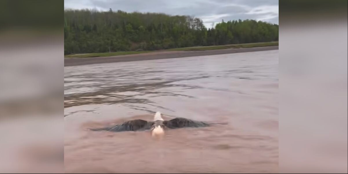 River Guide Leaps Into Action When He Sees a Struggling Eagle Swept Away by a Wave