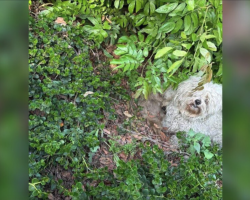 Neglected Dogs Hiding in Bushes Finally Rescued — And Can’t Stop Smiling
