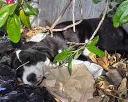 She Slept on a Trash Pile for Days — Just Hoping Someone Would See Her