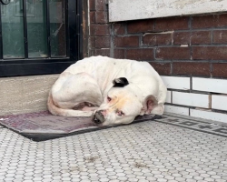 Dog Curls Up On Stranger’s Doormat — And Finally Gets The Rescue She’s Been Waiting For