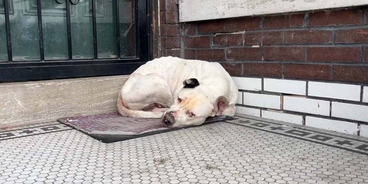 Dog Curls Up On Stranger’s Doormat — And Finally Gets The Rescue She’s Been Waiting For
