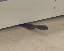 Woman Sees a Face Peeking From the Floor — Then Realizes What’s Really Hiding There
