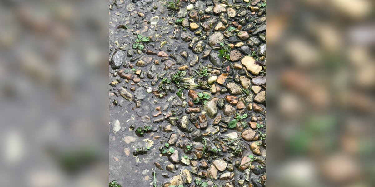 No One Can Spot The Little Frog Hiding Among These Rocks
