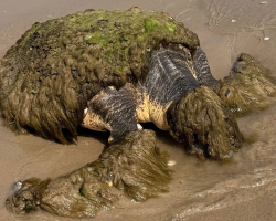 Family Spots ‘Odd Mass’ on Beach — And Ends Up Saving a Sea Turtle’s Life