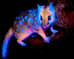Wildlife Photographer Stunned As Rare Marsupial’s Fur Glows Like Fire Under UV Light