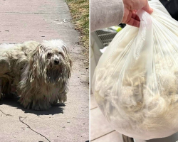 Tiny Dog Is Unrecognizable After Losing Two Pounds of Matted Fur