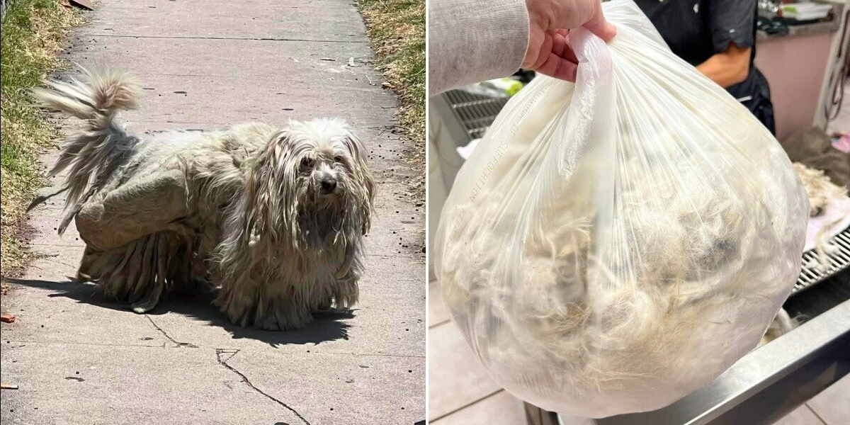 Tiny Dog Is Unrecognizable After Losing Two Pounds of Matted Fur