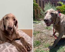 20-Year-Old Dog Surrendered to Shelter Finds the Perfect Retirement Home