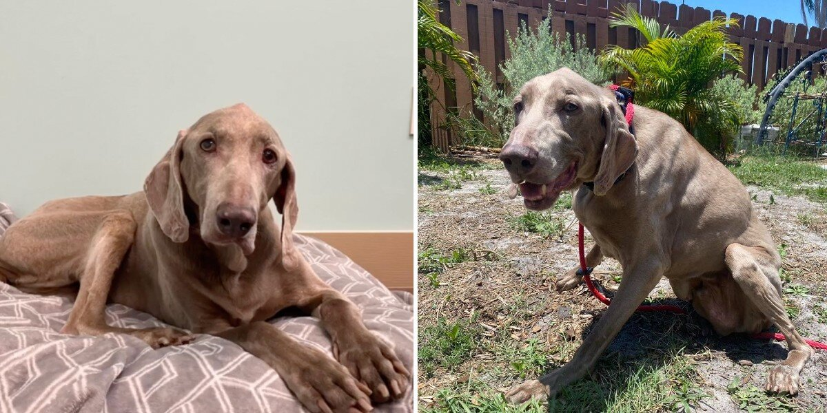 20-Year-Old Dog Surrendered to Shelter Finds the Perfect Retirement Home