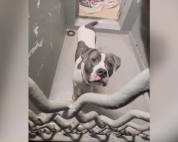 The “Hidden Gem” Dog Still Waiting for Someone to Notice Him