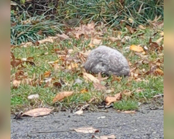 Gray, Shivering Bundle in the Rain Catches Woman’s Eye During Dog Walk