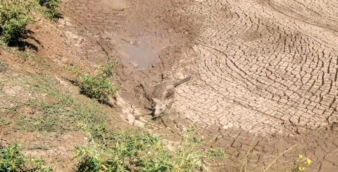Construction Worker Sees Something in the Mud — And Can’t Believe What’s Staring Back