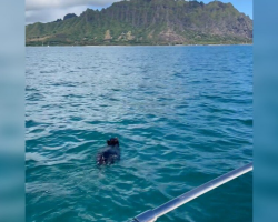 Family Spots ‘Log’ in Hawaiian Bay — And Realizes It’s Someone Fighting for Their Life