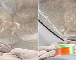 Freezing Pup Limps Toward the Only People Who Could Save Him