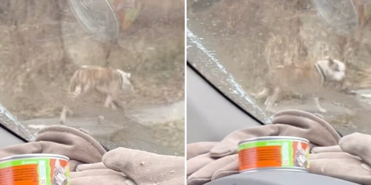 Freezing Pup Limps Toward the Only People Who Could Save Him