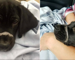 From Zip Tie to Zoomies: How a Little Black Puppy Got His Second Chance