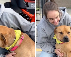 Dog Beams At Everyone At Adoption Event — But Still Gets Overlooked