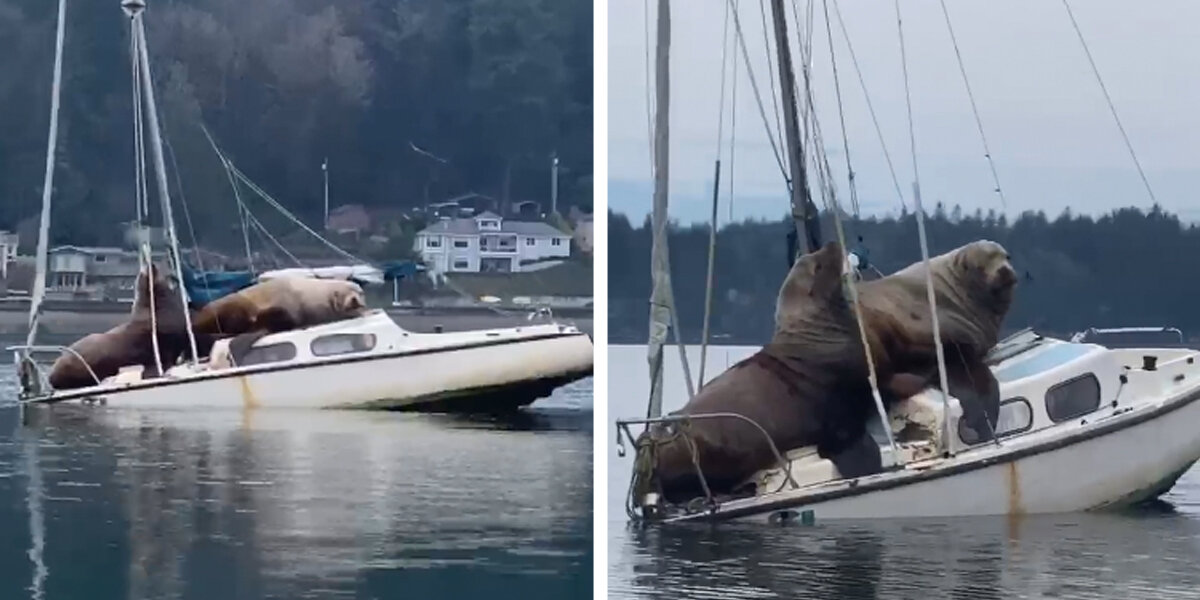 Two Massive Sea Lions Decide to Take a Boat Break