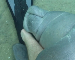 Diver Gets an Unexpected “Hug” From a Playful Manatee