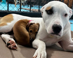 Tiny Pup Only Naps on the Fluffiest Dogs at Daycare — and Everyone Loves It