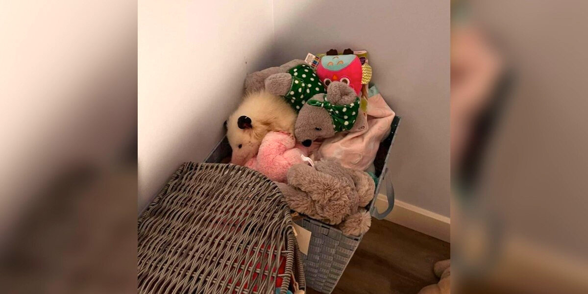 Woman Spots a Basket of Stuffed Animals — Then Realizes One Is Very Much Alive