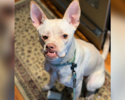 Nobody Wants to Adopt This Energetic Pup — All Because of Her Adorable, Crooked Smile