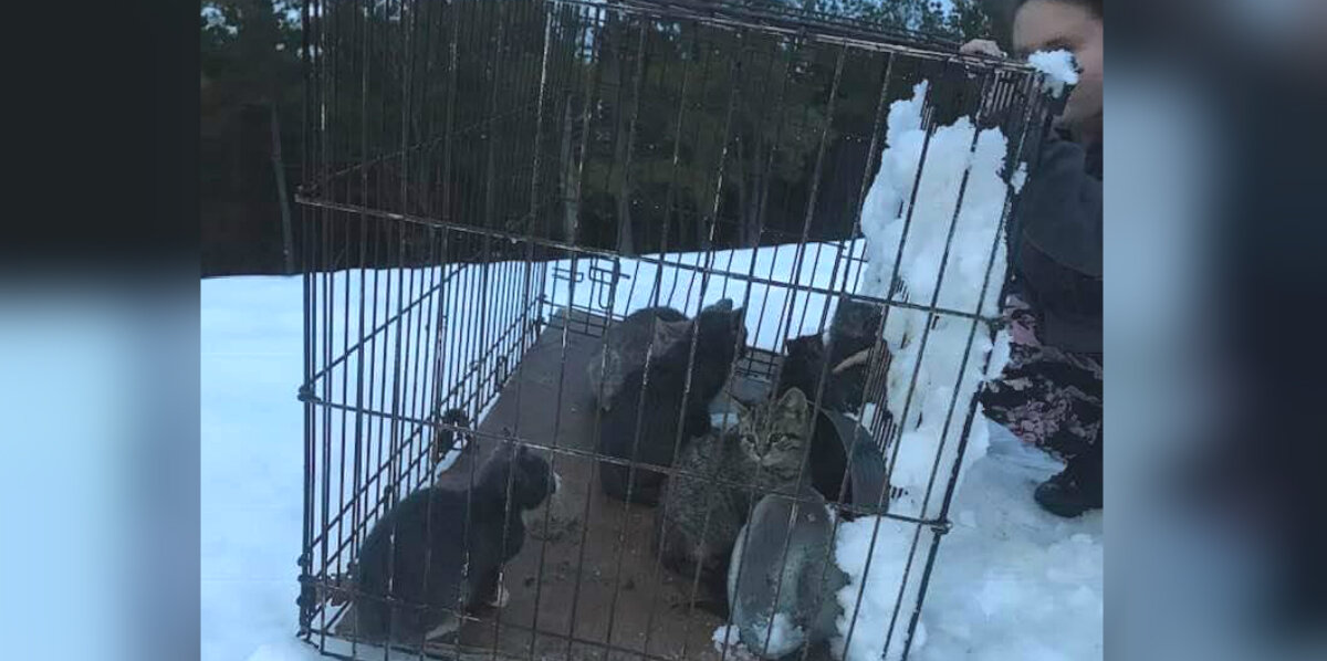 Twelve Kittens Found Abandoned in the Snow — Volunteers Race to Save Them