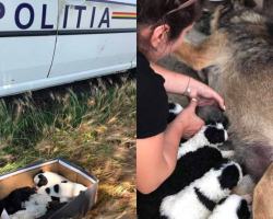 Heartbroken Mama Dog Finds Joy Again After Adopting Abandoned Newborn Puppies