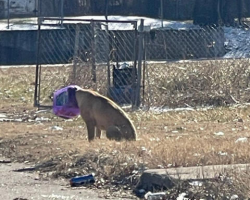 Stray Dog Stuck in Cheeseball Bucket Finally Rescued After Days on the Run