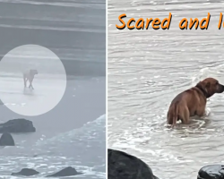 Lonely Dog Roams the Beach, Still Searching for the Person Who Left Him Behind