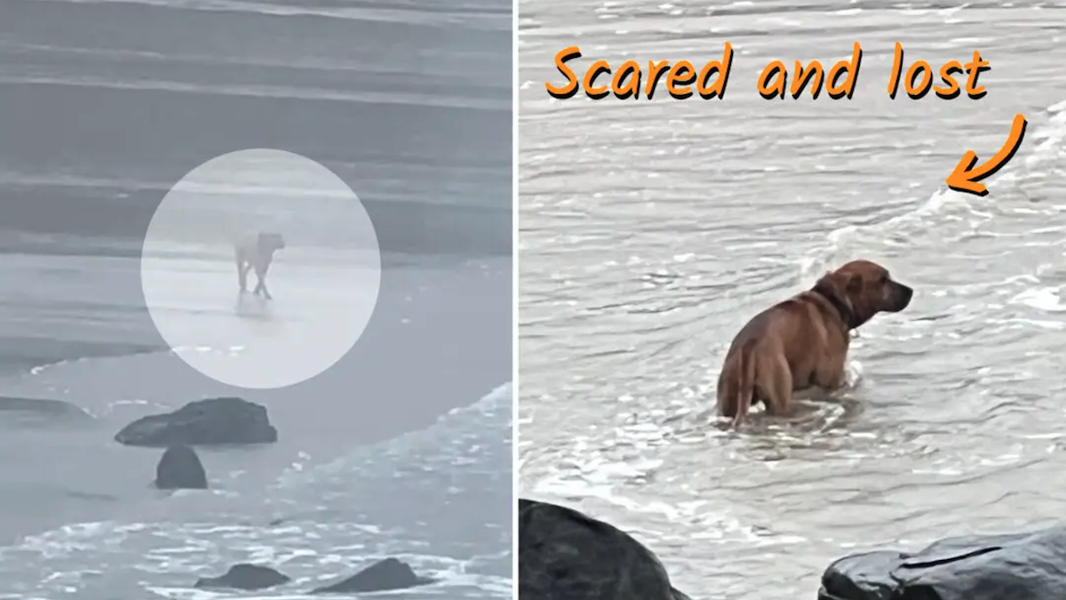 Lonely Dog Roams the Beach, Still Searching for the Person Who Left Him Behind