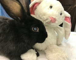 Blind Rabbit Found Abandoned in a Box — Clinging to His Stuffed Bunny