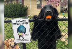 Shy Dog Was Afraid of Neighbors — Until His Mom Came Up With a Brilliant Plan