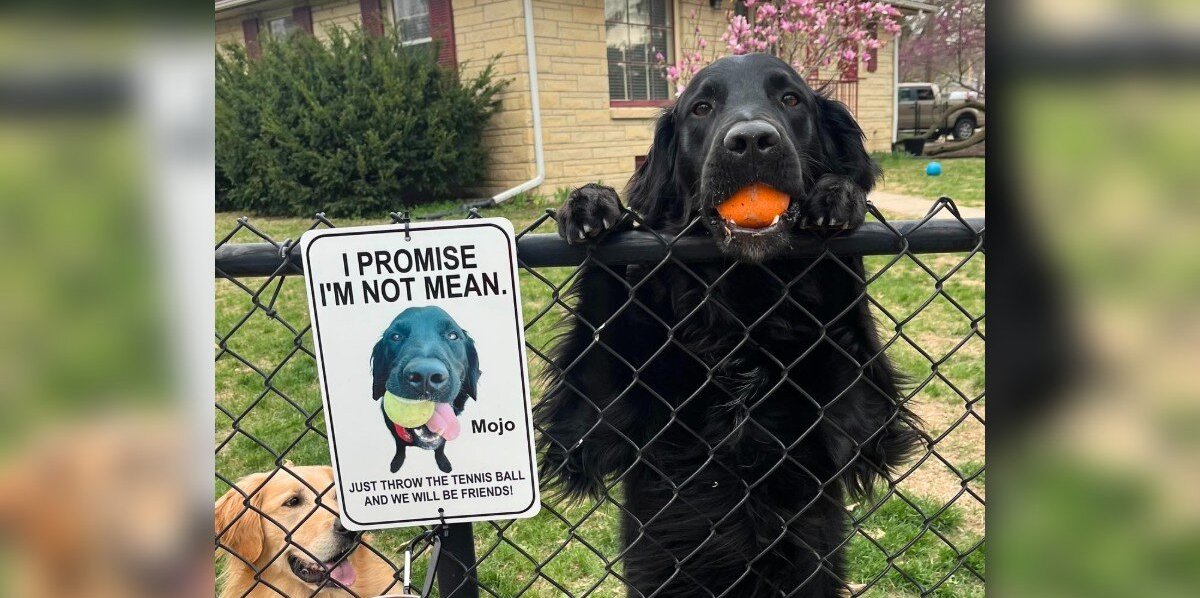 Shy Dog Was Afraid of Neighbors — Until His Mom Came Up With a Brilliant Plan