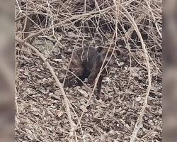 Man Spots Movement in the Brambles — And Uncovers a Little Life Waiting for Help