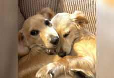Two Shelter Dogs Finally Find a Home — and Haven’t Stopped Hugging Since