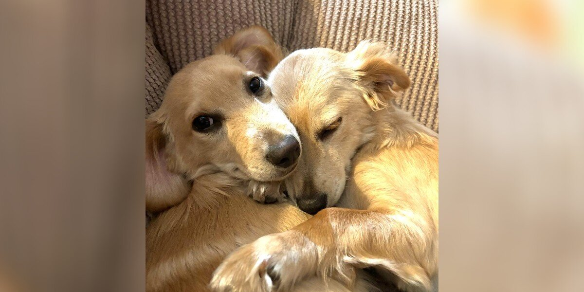 Two Shelter Dogs Finally Find a Home — and Haven’t Stopped Hugging Since