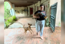 Dad Dog Refuses To Let Rescuers Take His Puppies Without Him