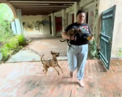 Dad Dog Refuses To Let Rescuers Take His Puppies Without Him