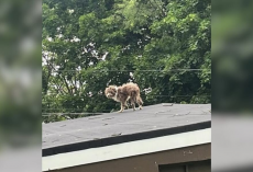 Puppy Found Stranded On Rooftop Gets The Second Chance He Was Waiting For