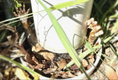 Gardener Spots Tiny Hands Sticking Out Of A Pipe — And Rushes To Help