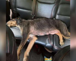 Stray Mama Dog Collapses In Relief After Seeing Her Puppies Safe