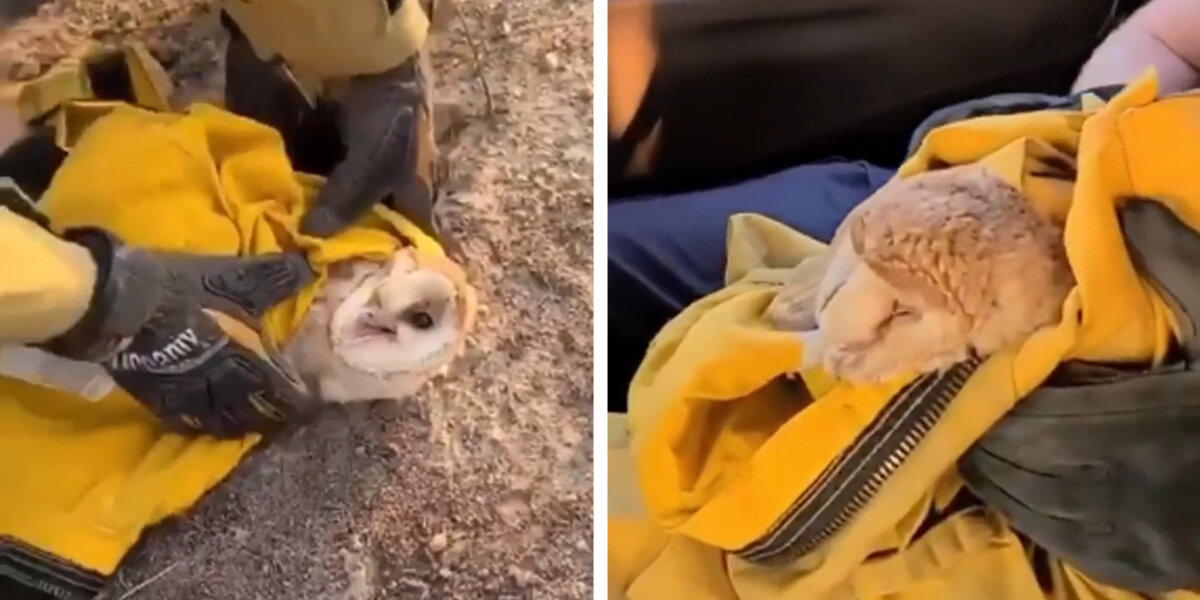 Firefighters Save Tiny Owl While Battling California Wildfire
