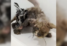 Cat Found Skinny And Covered In Glue Blossoms Into A Fluffy, Happy Boy