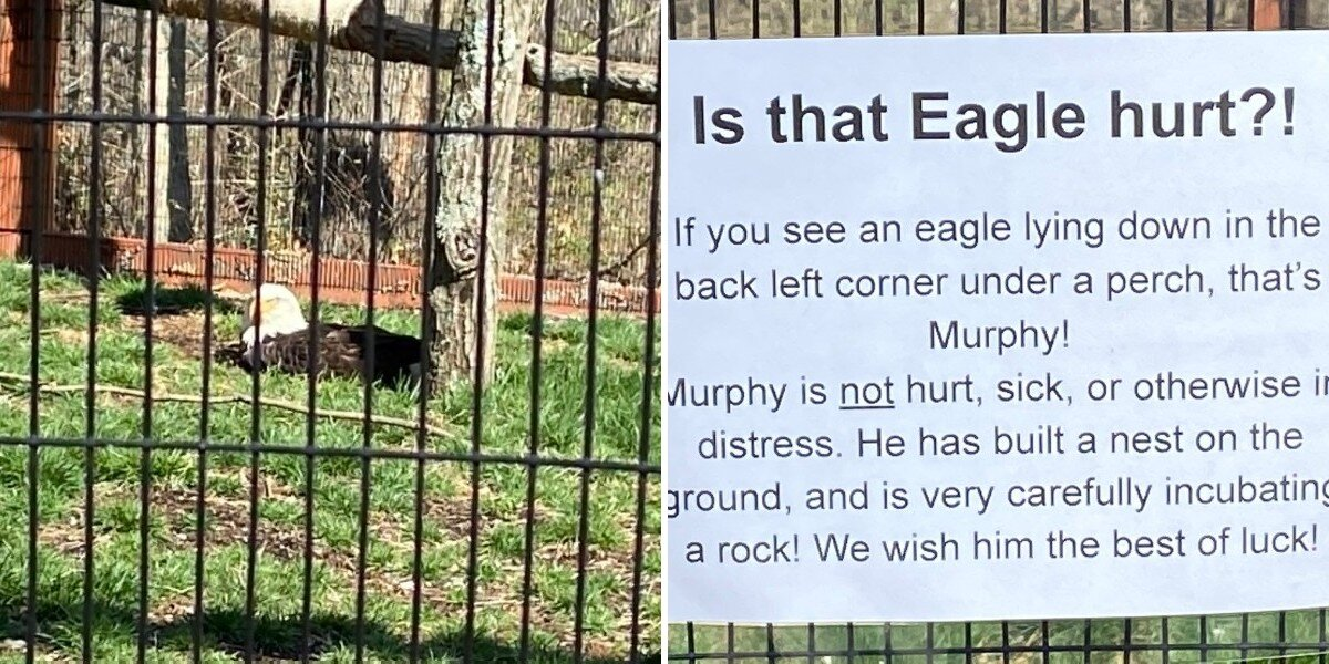 People Spot Bald Eagle On The Ground — And Realize He’s Guarding Something Unexpected
